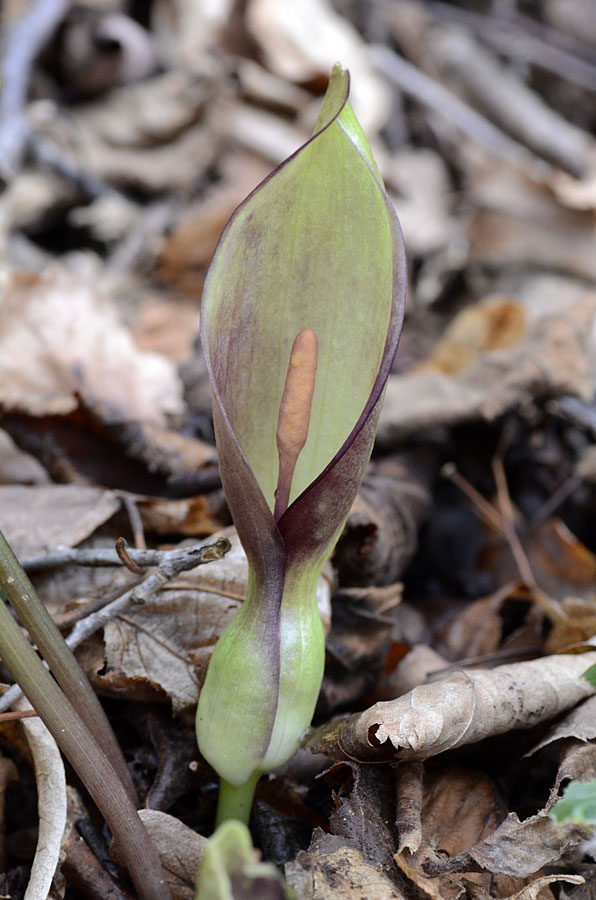 Arum maculatum / Gigaro scuro